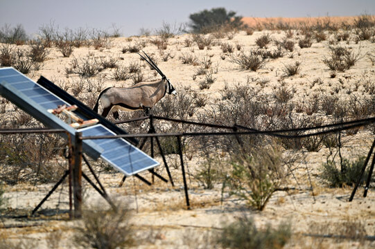Solar panel in remote Africa with an Oryx antelope in the background