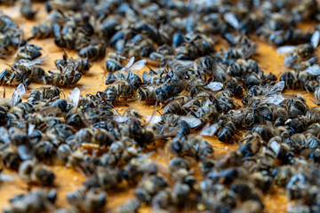 Many dead bees in the hive, closeup. Colony collapse disorder. Starvation, pesticide exposure, pests and disease