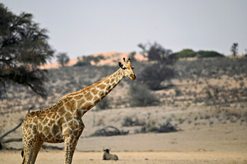 Portrait of a giraffe in the savannah