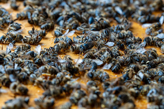 Many dead bees in the hive, closeup. Colony collapse disorder. Starvation, pesticide exposure, pests and disease