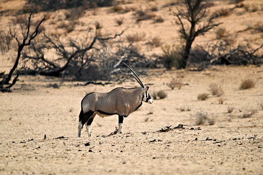 Oryx antelope in the dry riverbed of Nossob river Kgalagadi