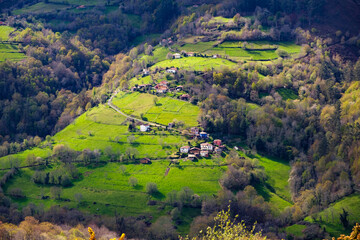 A hillside in Asturias, Spain, densely covered with numerous trees creating a lush and vibrant...