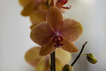 orchid on a green background. orange orchid