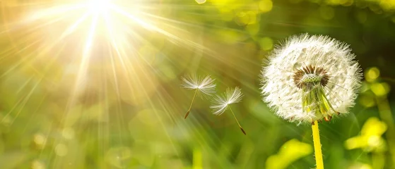  On a fresh green morning background, dandelion seeds are blowing away in the sunlight © Zaleman