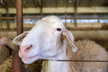 A close up view of a single sheep in a pen on a farm. The sheep is standing and looking directly at...