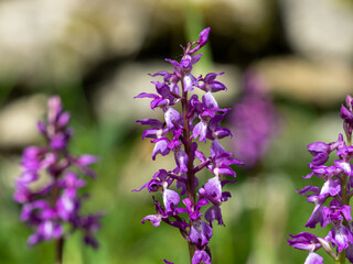 variété d'orchidée en gros plan