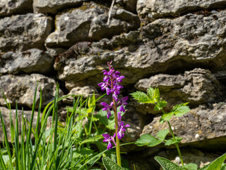 variété d'orchidée en gros plan avec verdure et mur en pierres sèches derrière