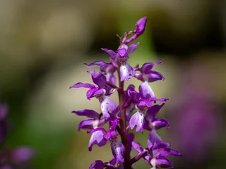 Foto op Plexiglas variété d'orchidée en gros plan © AldoBarnsOutdoor
