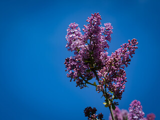 lilas mauve avec ciel bleu