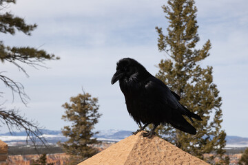 Common Raven that was posing up on a ledge for us at Bryce canyon