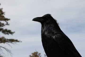 Common Raven that was posing up on a ledge for us at Bryce canyon