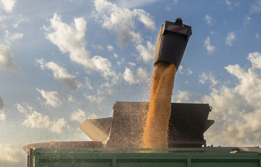 Pouring corn grain into tractor trailer - 783219052