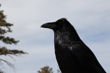 Common Raven that was posing up on a ledge for us at Bryce canyon - Powered by Adobe