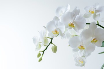 Fototapeta na wymiar White orchid flower on a white background. Selective focus with copy space. Banner. Wallpaper. . photo on white isolated background