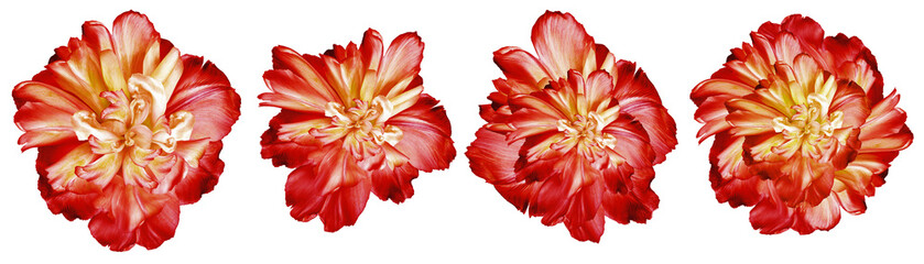 Set  red  flowers tulips  on  isolated background.     Closeup.  Transparent background. Nature.