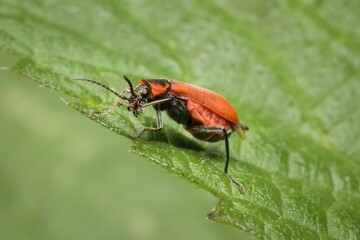 Naklejka premium beetle Anthocomus rufus on a leaf