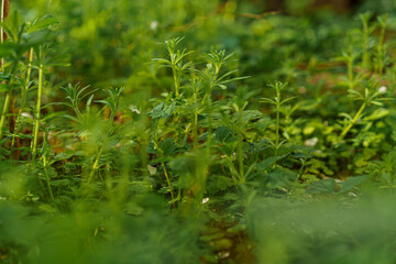 green grass in the forest