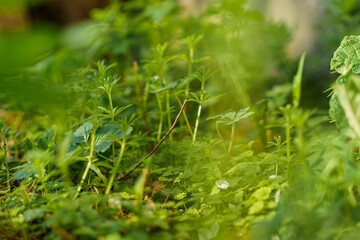 grass with dew