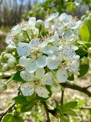 apple tree blossom