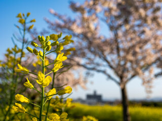 菜の花と桜