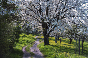 Frühlingswetter, alles blüht, Baumblüte der Obstbäume in Ockershausen, Heiliger Grund