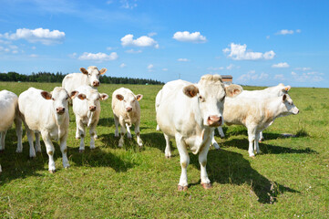 A herd of Charolais cow with a little calves, in a green pasture in the countryside.