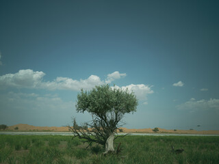 oasis in the desert