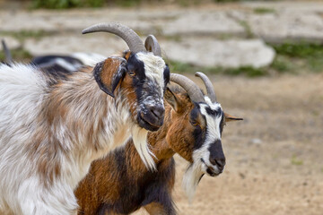 two goat faces with horns and beard.
