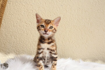 kitten
