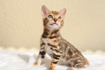 portrait of a cat