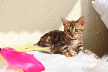 cat on a bed