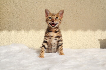 kitten smiles 