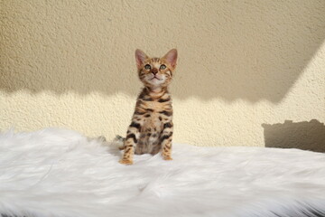 Kitty 