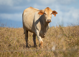 An Australian Charbray cow, well suited to a harsh environment, walking across a brown grass pasture on a cattle farm on the Atherton Tablelands in tropical Queensland, Australia.