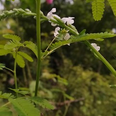 a plant with white flowers and green leaves in the background.