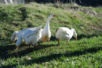 White geese graze on the meadow, at sunset. side view Goose cottage industry breeding. Ethical husbandry practices. 