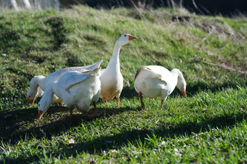 Obraz na płótnie Canvas White geese graze on the meadow, at sunset. side view Goose cottage industry breeding. Ethical husbandry practices. 