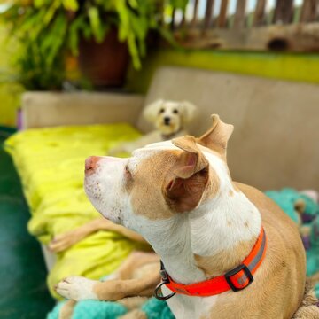 Dog Sitting In A Chair With Reflective Collar
