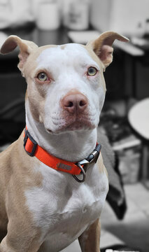 Dog Sitting In A Chair With Reflective Collar
