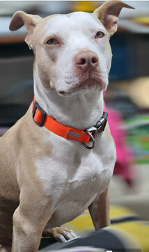 Dog Sitting In A Chair With Reflective Collar
