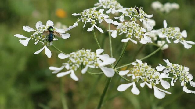 Dettaglio ravvicinato di un fiore selvatico bianco di Orlaya grandiflora con un piccolo insetto nero intento a impollinare su uno sfondo verde sfocato di un prato estivo