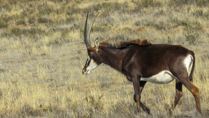 Sable antelope bull near Mountain Zebra National Park.