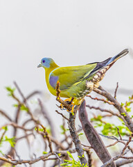 A Yellow footed Green Pigeon