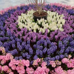 bouquet of flowers,geozint, spring flowers 