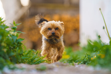 yorkshire terrier on the grass