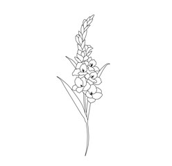 Vector isolated one single beautiful gladiolus flowers branch twig colorless black and white contour line easy drawing