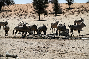 Herd of oryx antelopes drink at a waterhole in Kgalagadi during dry season