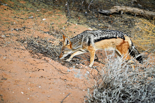 black backed jackal sniffs for prey in the wild. Kgalagadi Transfrontier Park South Africa Botswana