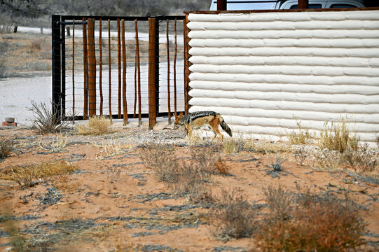 Black backed jackal sneaks around a desert game lodge in Kgalagadi.