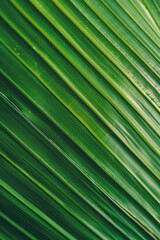 Close-Up View of Abstract Leaf Background